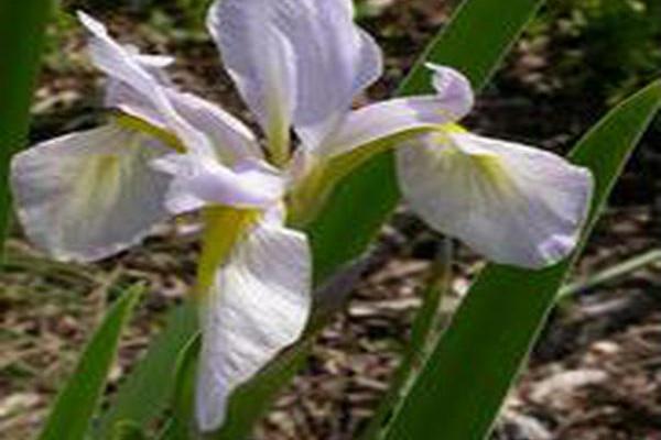 Iris virginica var. shrevei