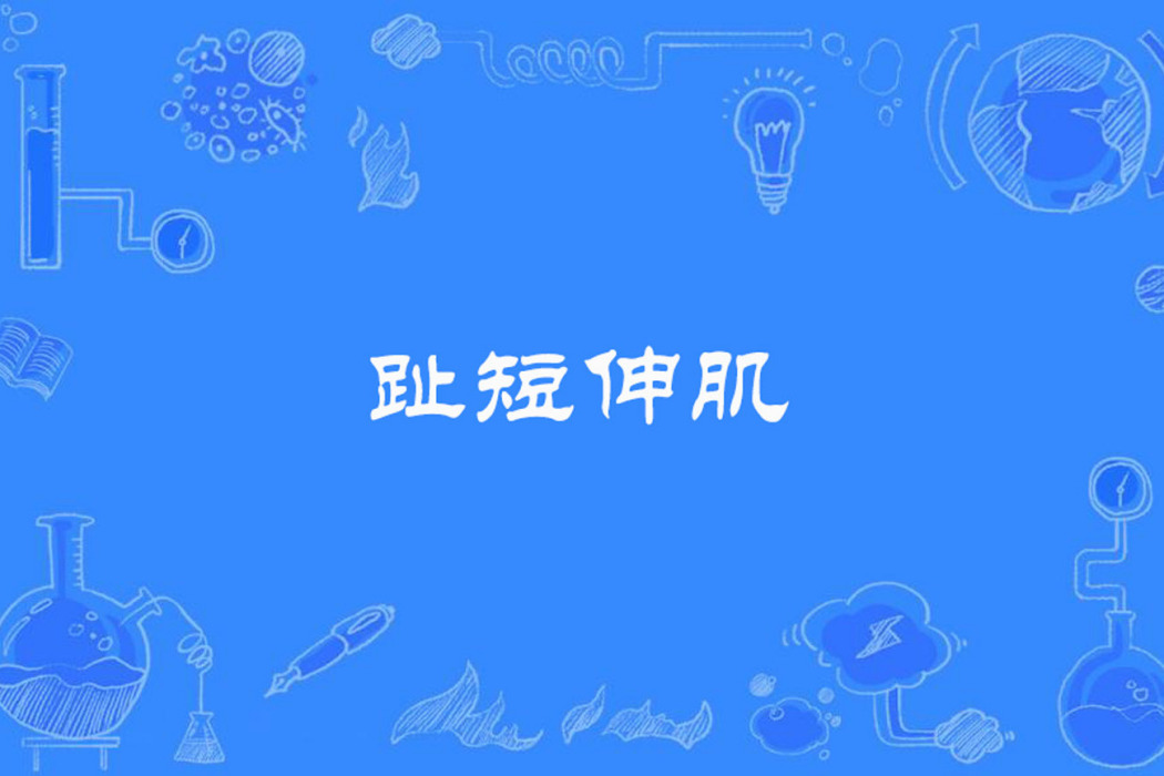 趾短伸肌 趾短伸肌