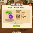 紫葫蘆 紫葫蘆