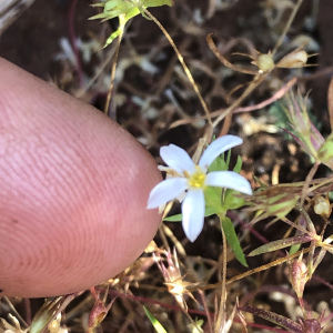 Leptosiphon laxus