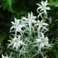 香芸火絨草 香芸火絨草