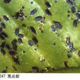 黑點蚧 黑點蚧
