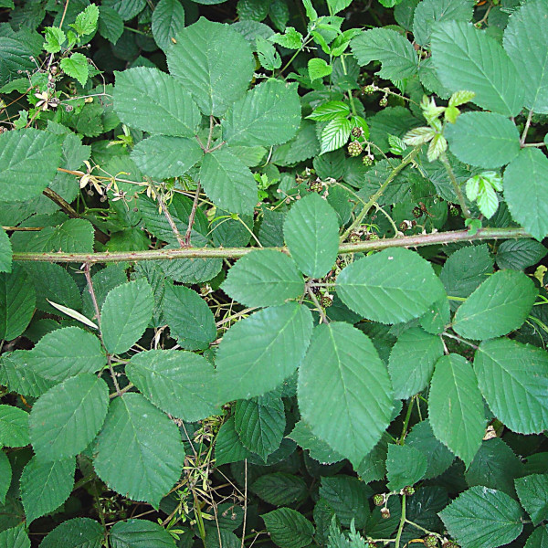 Rubus porphyrocaulis