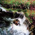 花溪水 花溪水