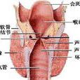 喉結增大 喉結增大