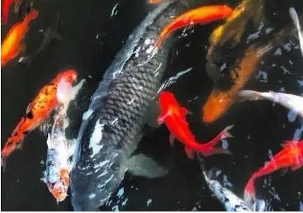 莽子(大渡口公園的一條鯉魚) 莽子(大渡口公園的一條鯉魚)