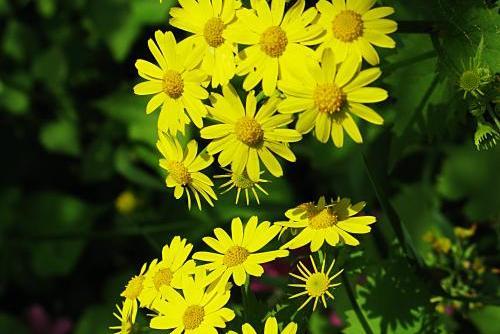 寡毛菊屬 寡毛菊屬