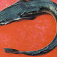 鮣(鮣(魚的種類)) 鮣(鮣(魚的種類))