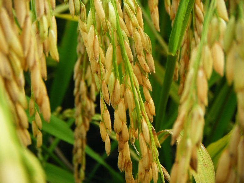 印度高產水稻事件