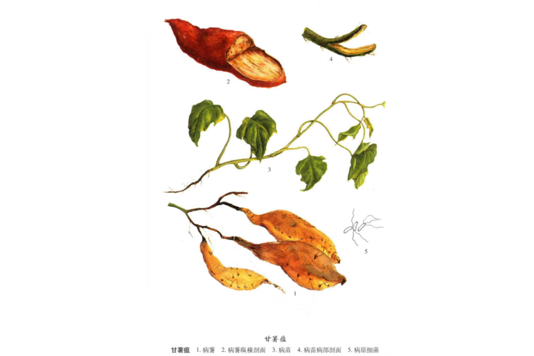 甘薯瘟