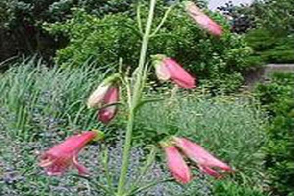 Penstemon barbatus subsp. coccineus