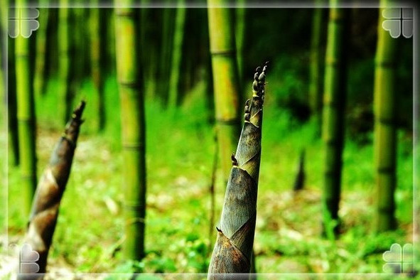 吃春 吃春