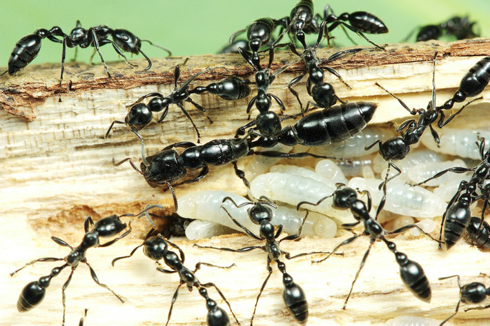 黑細長蟻