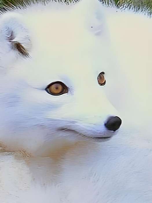 天地狐俠 天地狐俠