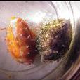 黑痣寶螺 黑痣寶螺