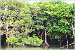 東寨港紅樹林保護區