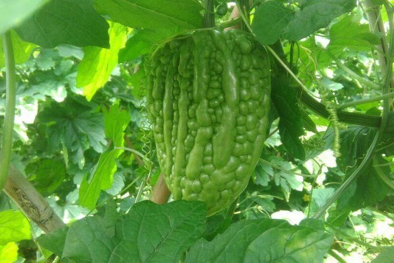 東成苦瓜 東成苦瓜