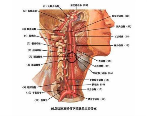 頸動脈竇(壓力感受器)