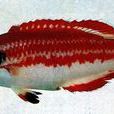 益田普提魚 益田普提魚