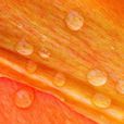 Drops Wallpapers for WhatsApp Drops Wallpapers for WhatsApp