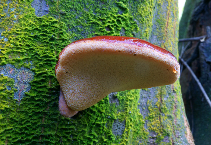 牛舌菌