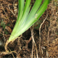 藍花扁竹 藍花扁竹
