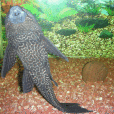 清道夫魚(琵琶鼠) 清道夫魚(琵琶鼠)