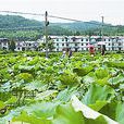 上屯村(龍泉鎮中屯村民委員會下轄村) 上屯村(龍泉鎮中屯村民委員會下轄村)