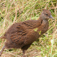 小紐西蘭秧雞
