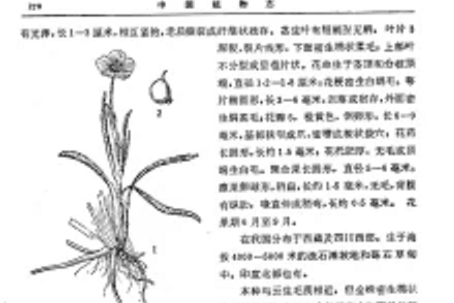 棉毛茛 棉毛茛