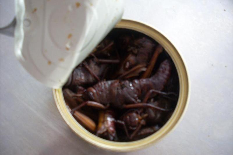 蠶蛹罐頭 蠶蛹罐頭