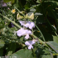 角花 角花