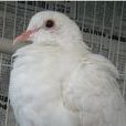 白斑鳩 白斑鳩