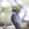 鳳頭樹燕(鳳頭雨燕) 鳳頭樹燕(鳳頭雨燕)