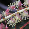變葉木(Codiaeum variegatum) 變葉木(Codiaeum variegatum)
