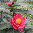 四季茶花 四季茶花