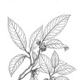 南嶺紫莖 南嶺紫莖