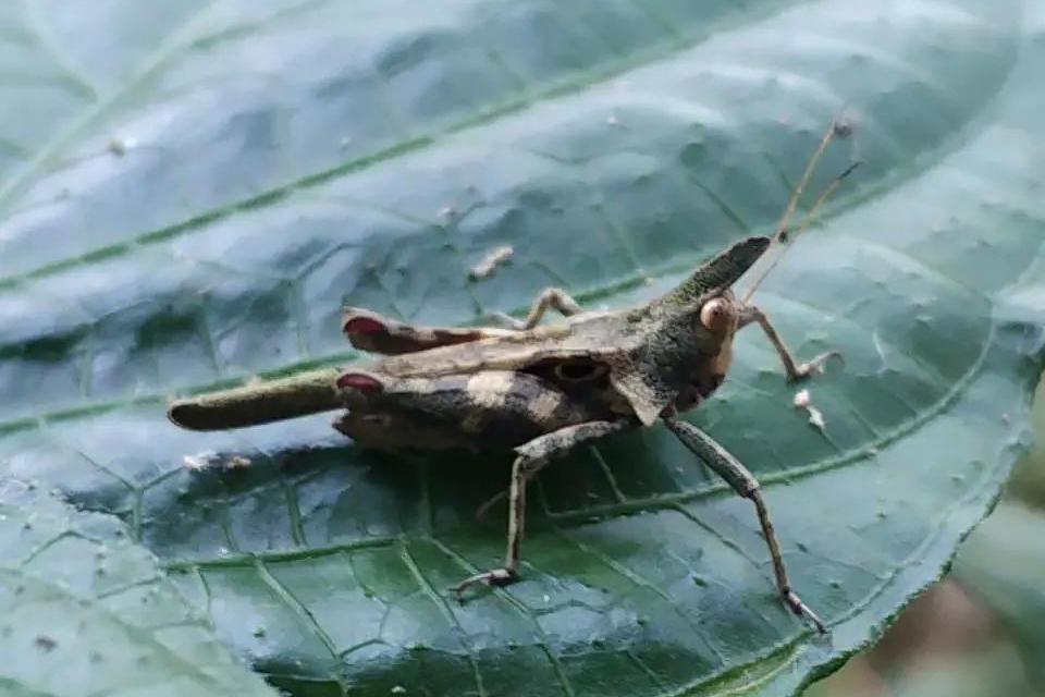 角股溝蚱 角股溝蚱