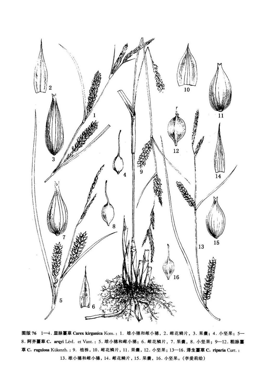 阿齊苔草（墨線圖）