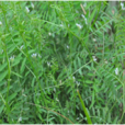 小巢菜 小巢菜
