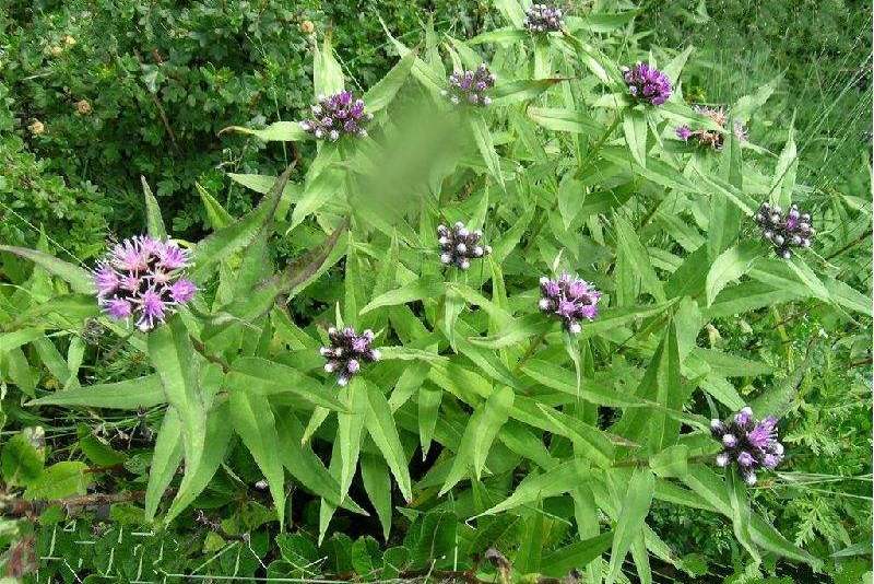 柳葉尖鳩菊 柳葉尖鳩菊
