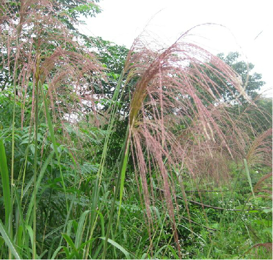 芒根 芒根