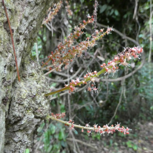 Maesobotrya barteri