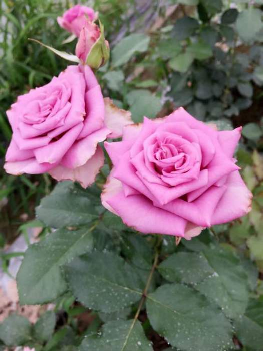 冷美人(薔薇屬月季栽培品種) 冷美人(薔薇屬月季栽培品種)