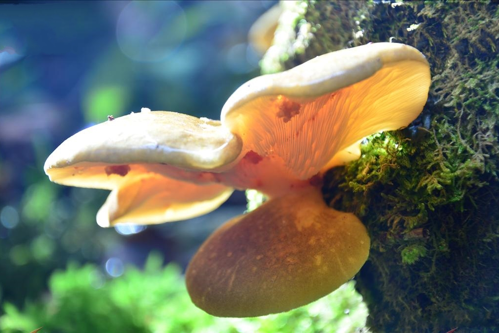 鱗片扇菇 鱗片扇菇