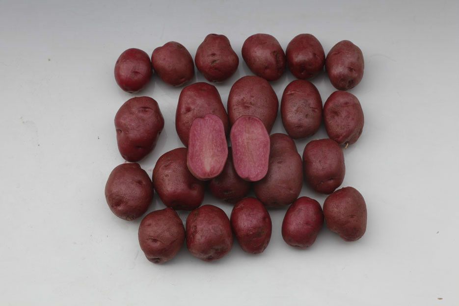 花青薯 花青薯