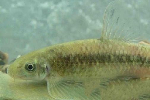 華纓魚 華纓魚