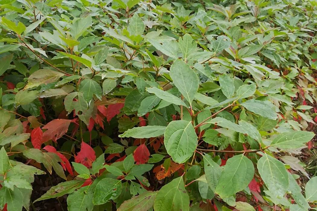 檫木家系CM252 檫木家系CM252