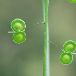 Biscutella lyrata