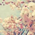 花期(植物學術語) 花期(植物學術語)